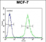 RPS24 Antibody (Center)