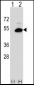 SGMS2 Antibody (C-term)