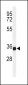 TMEM173 Antibody (C-term)