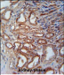 MOSC1 Antibody (Center)