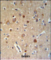 HSPA12A Antibody (Center)