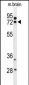 HSPA12A Antibody (Center)
