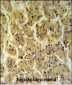 NDUFS2 Antibody (Center)