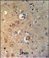 GPHN Antibody (Center)