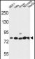 GPHN Antibody (Center)