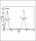 GPI Antibody (C-term)