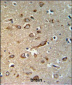 GPR180 Antibody (Center)