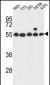 GPR180 Antibody (Center)