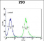 STX1A Antibody (N-term)