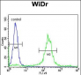 ADAM19 Antibody (Center)