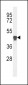 PLA2G7 Antibody (Center)