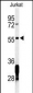 RNF8 Antibody