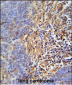HLA-DRB5 Antibody (Center)