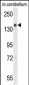 GLG1 Antibody (C-term)