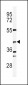 DFFB Antibody (N-term)