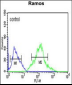 FOXP1 Antibody (C-term)