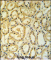 RT25 Antibody (C-term)