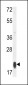 RT25 Antibody (C-term)