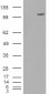 Goat Anti-FAM62A Antibody