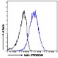 Goat Anti-PPP2R5D Antibody