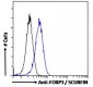 Goat Anti-FOXP3 / SCURFIN Antibody