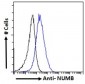 Goat Anti-NUMB Antibody