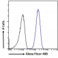 Goat Anti-ATP6IP2 / Renin receptor Antibody