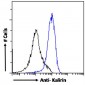 Goat Anti-Kalirin (isoform 2) Antibody