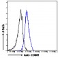 Goat Anti-COMT (N Terminus) Antibody