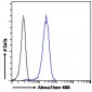 Goat Anti-ACHE Antibody