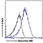 Goat Anti-SDHB Antibody