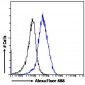 Goat Anti-PCK2 / PEPCK-M Antibody