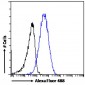 Goat Anti-Karyopherin (importin) beta 1 Antibody
