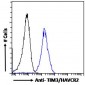 Goat Anti-TIM3 / HAVCR2 Antibody