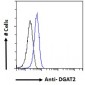 Goat Anti-DGAT2 Antibody