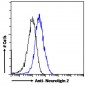 Goat Anti-Neuroligin 2 Antibody