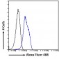 Goat Anti-SENP6 / SUSP1 Antibody