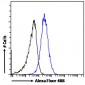 Goat Anti-MRP8 / ABCC11 Antibody