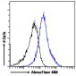 Goat Anti-ABCD3 Antibody