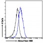 Goat Anti-P2X4 / P2X4R Antibody