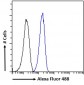 Goat Anti-CAMK2A Antibody