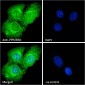 Goat Anti-PPP2R5D Antibody