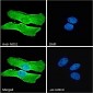 Goat Anti-NOS1 Antibody