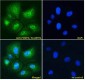 Goat Anti-FOXP3 / SCURFIN Antibody