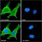 Goat Anti-NUMB Antibody