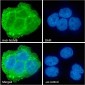 Goat Anti-NUMB Antibody