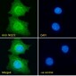 Goat Anti-NQO1 Antibody