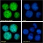 Goat Anti-PAX5 / BSAP Antibody