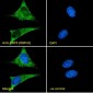 Goat Anti-ORP5 (OBPH1) Antibody