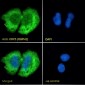 Goat Anti-ORP5 (OBPH1) Antibody